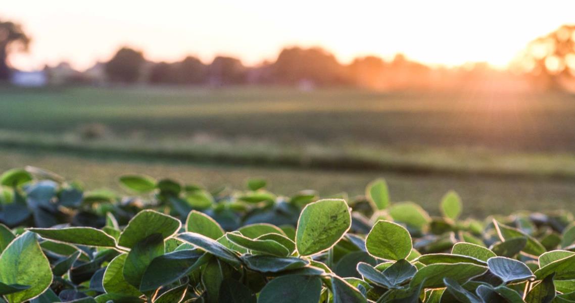 Summer Soy Series